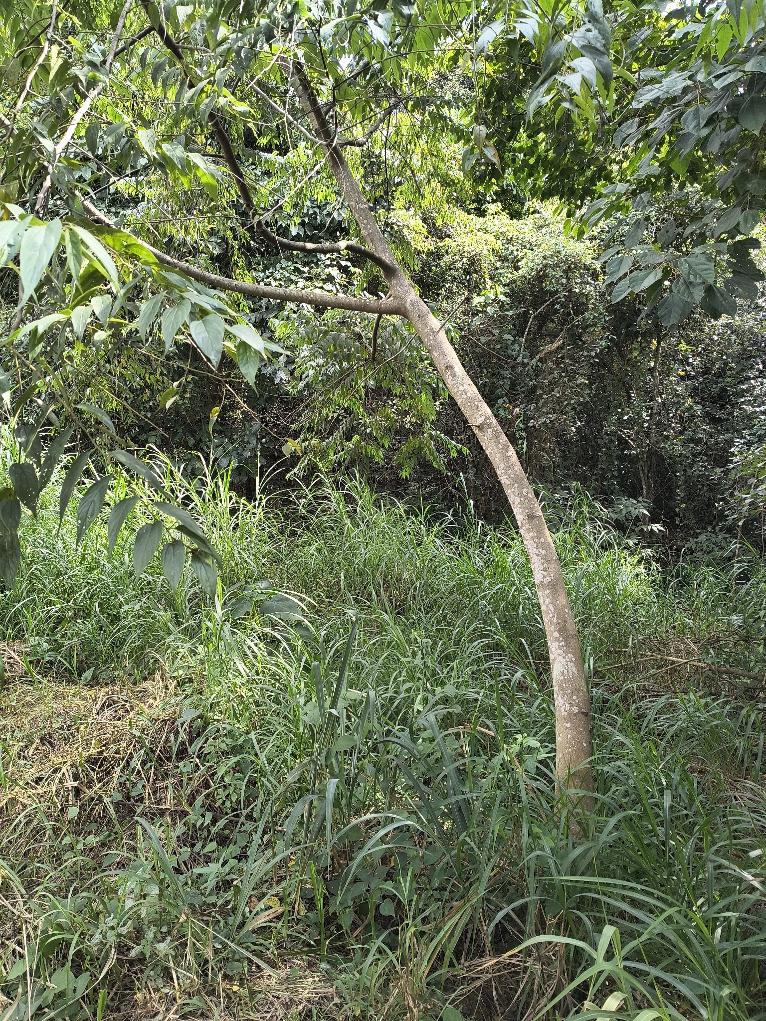 Photo of Nettletree (8/12)