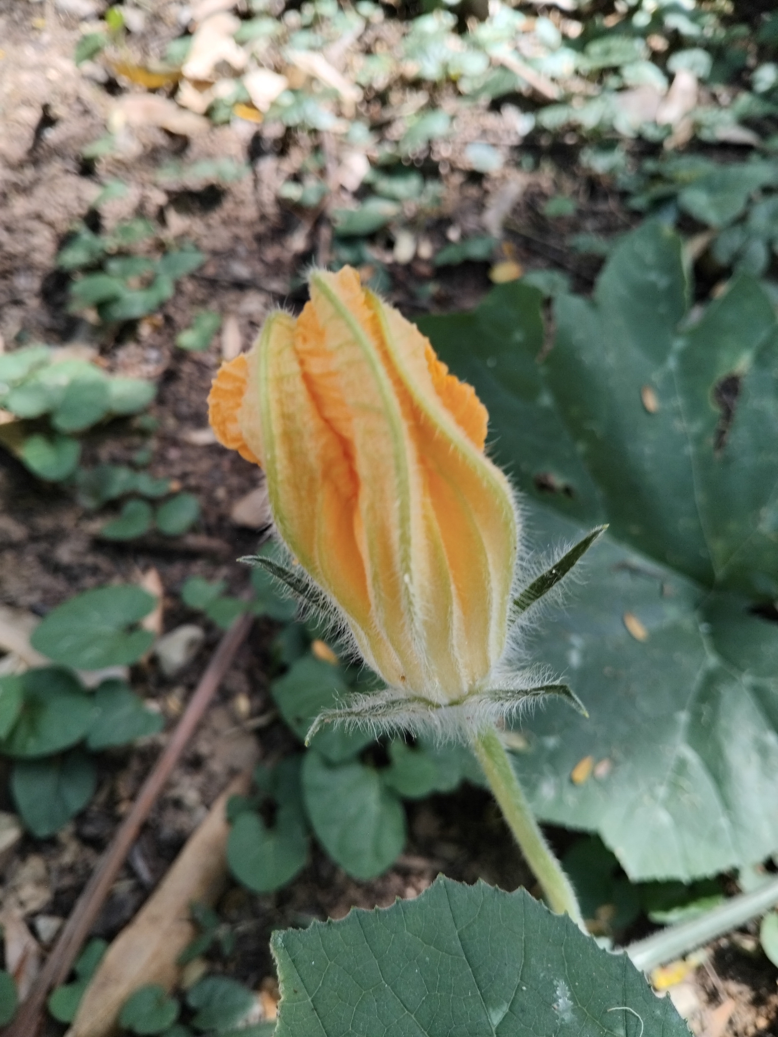 Photo of Cucurbita (5/7)