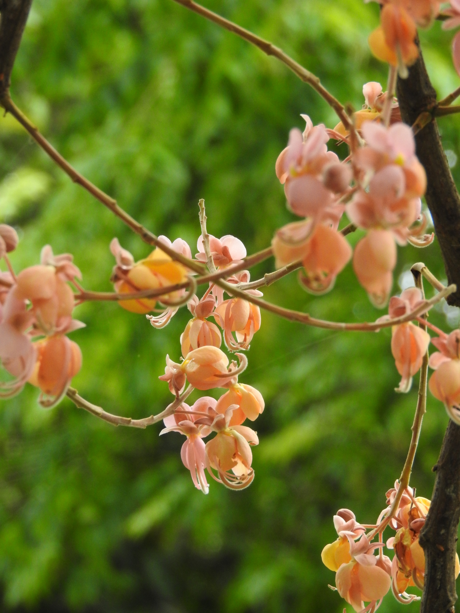 Photo of Pink Shower Tree (10/12)