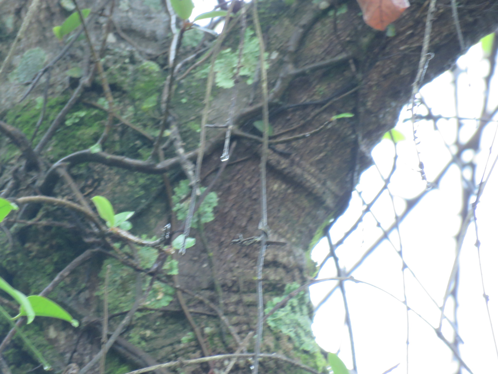 Photo of Magnoliopsida (5/7)