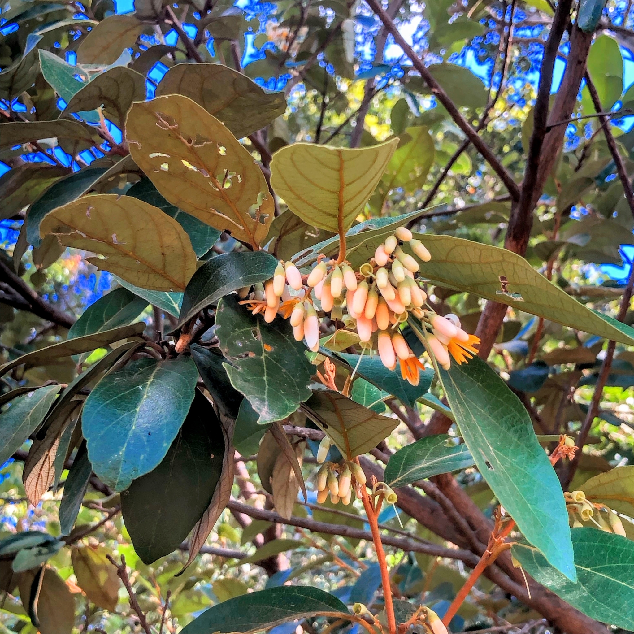 Photo of Styrax ferrugineus (3/12)