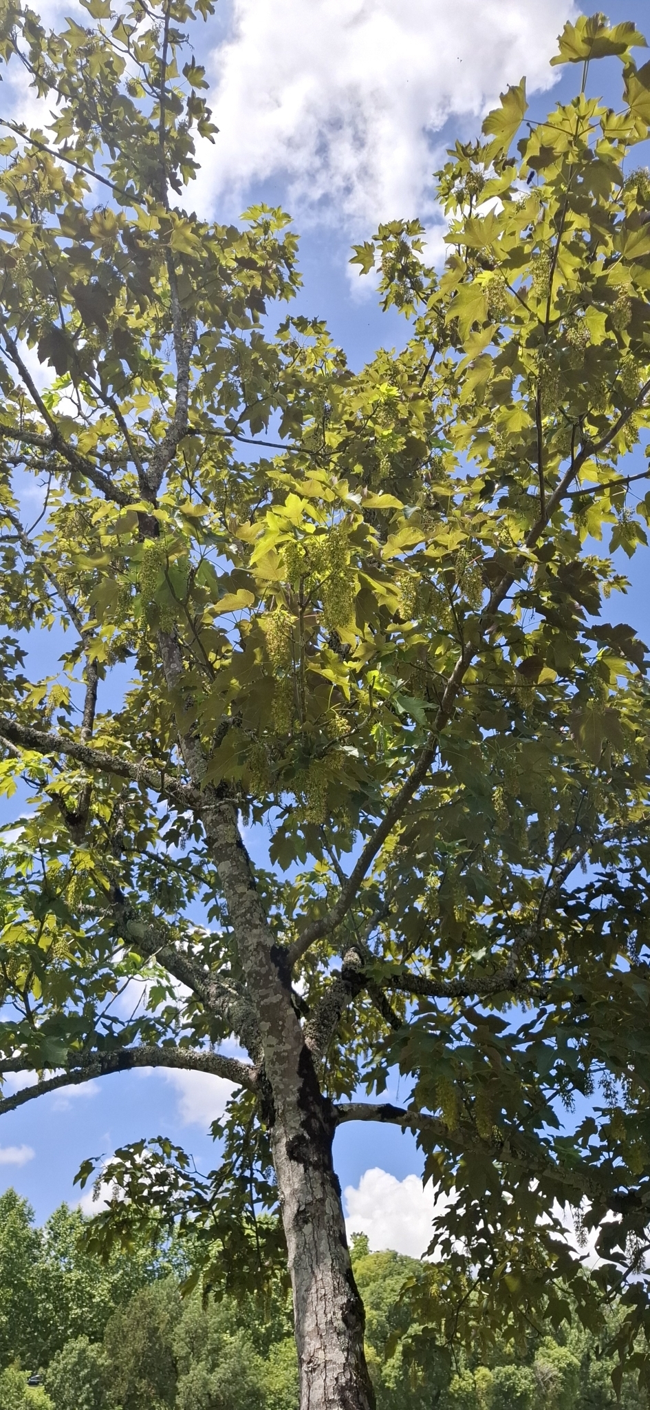 Photo of sycamore maple (2/12)