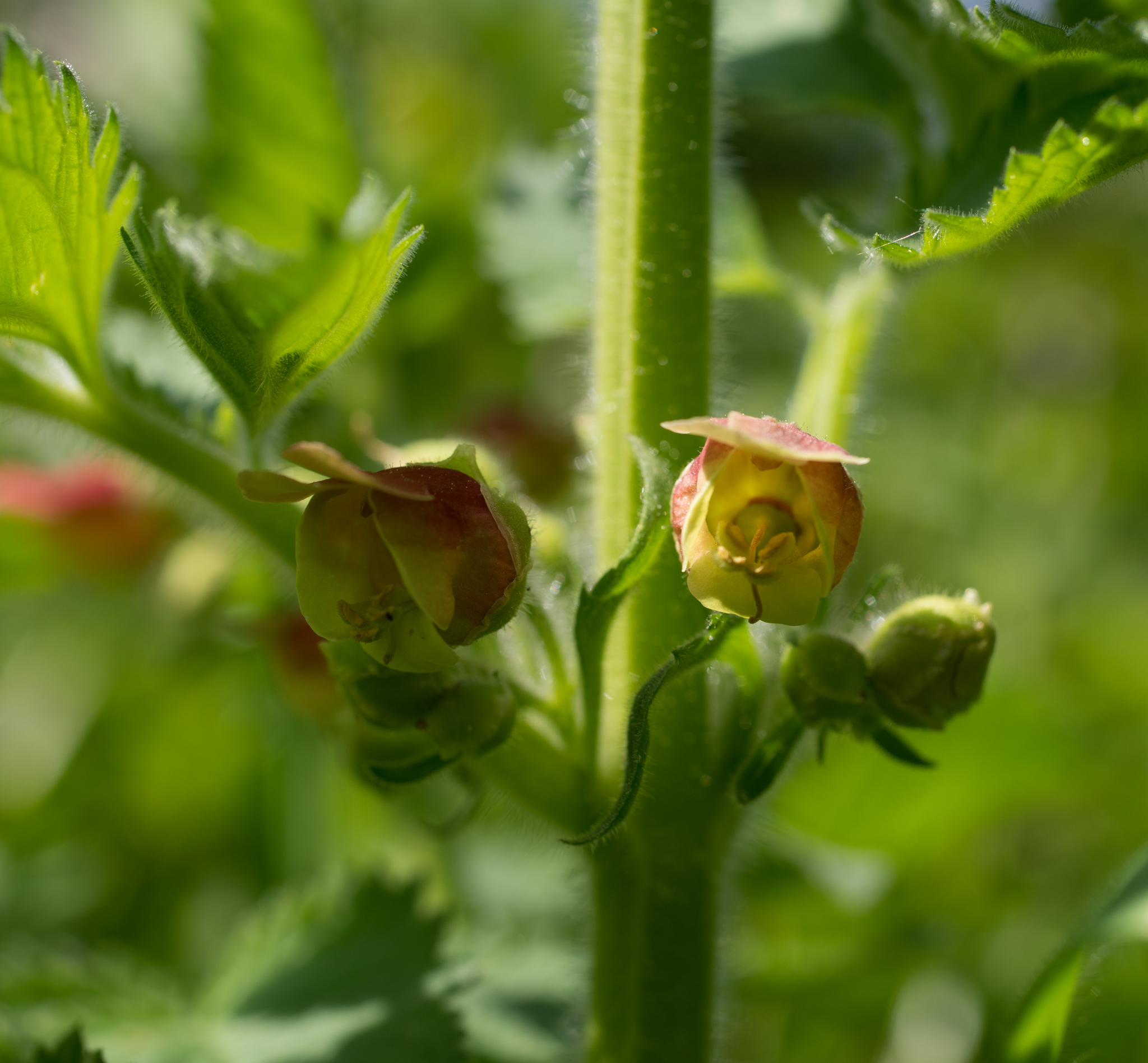 Photo of Scrophularia grandiflora (10/12)