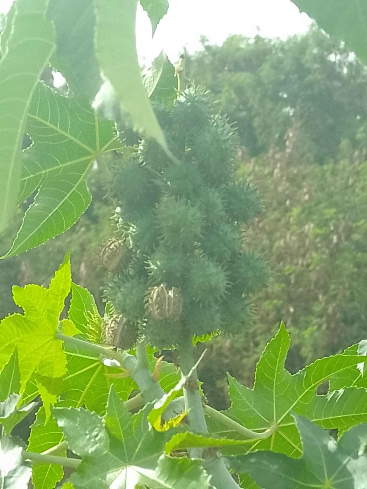 Photo of castor bean (7/12)