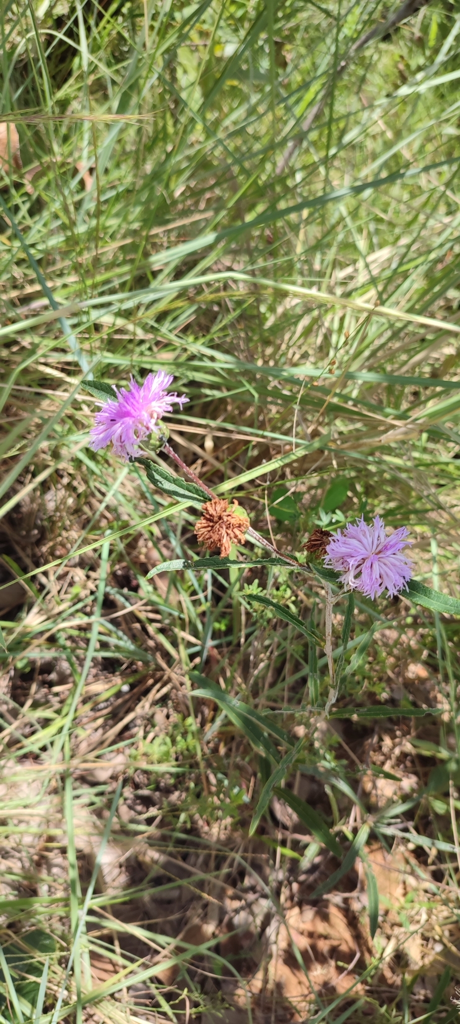Photo of Lessingianthus coriaceus (3/8)
