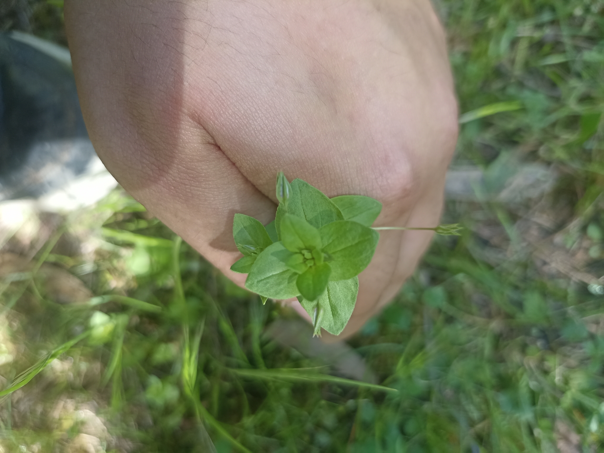 Photo of Blue Scarlet Pimpernel (8/12)