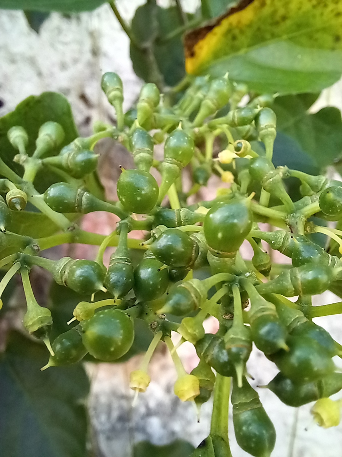 Photo of Possum grape (10/12)