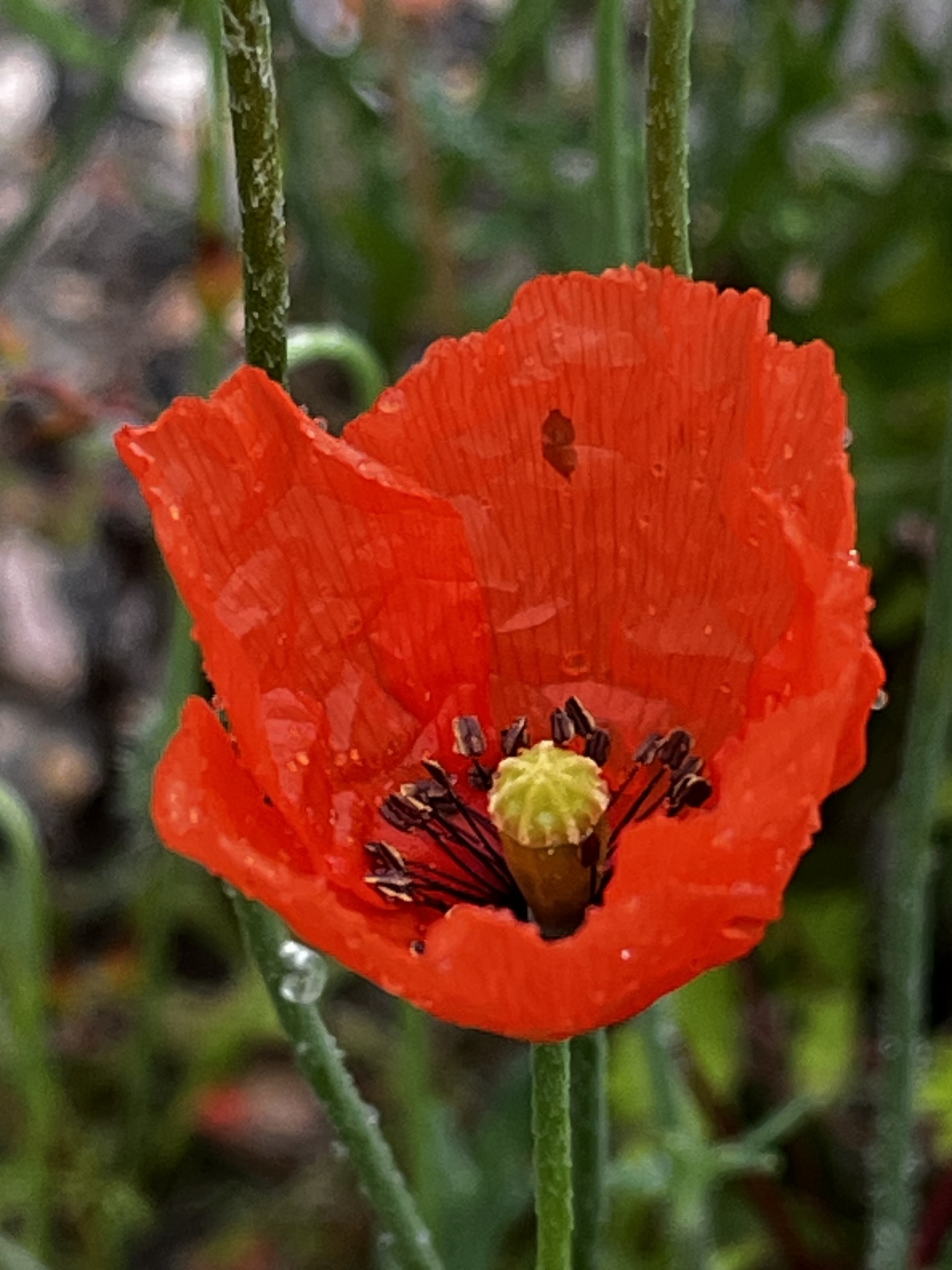 Photo of Long-headed poppy (2/12)