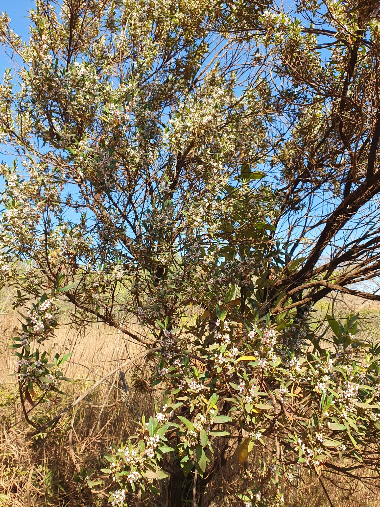 Photo of Trembleya parviflora (1/8)