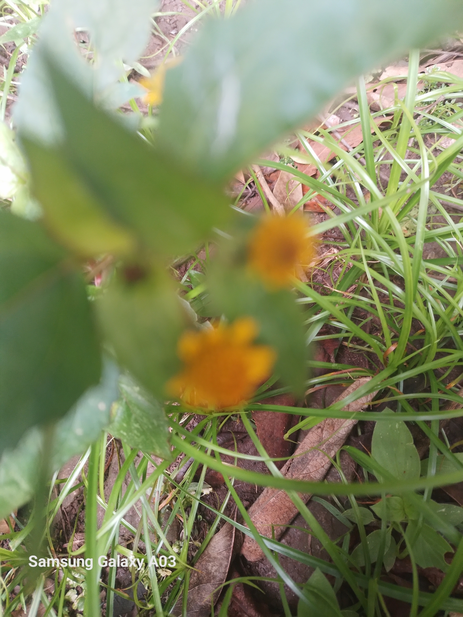 Photo of Plantae (1/8)