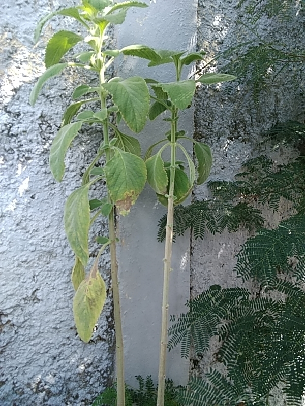 Photo of Woolly Plectranthus (3/8)