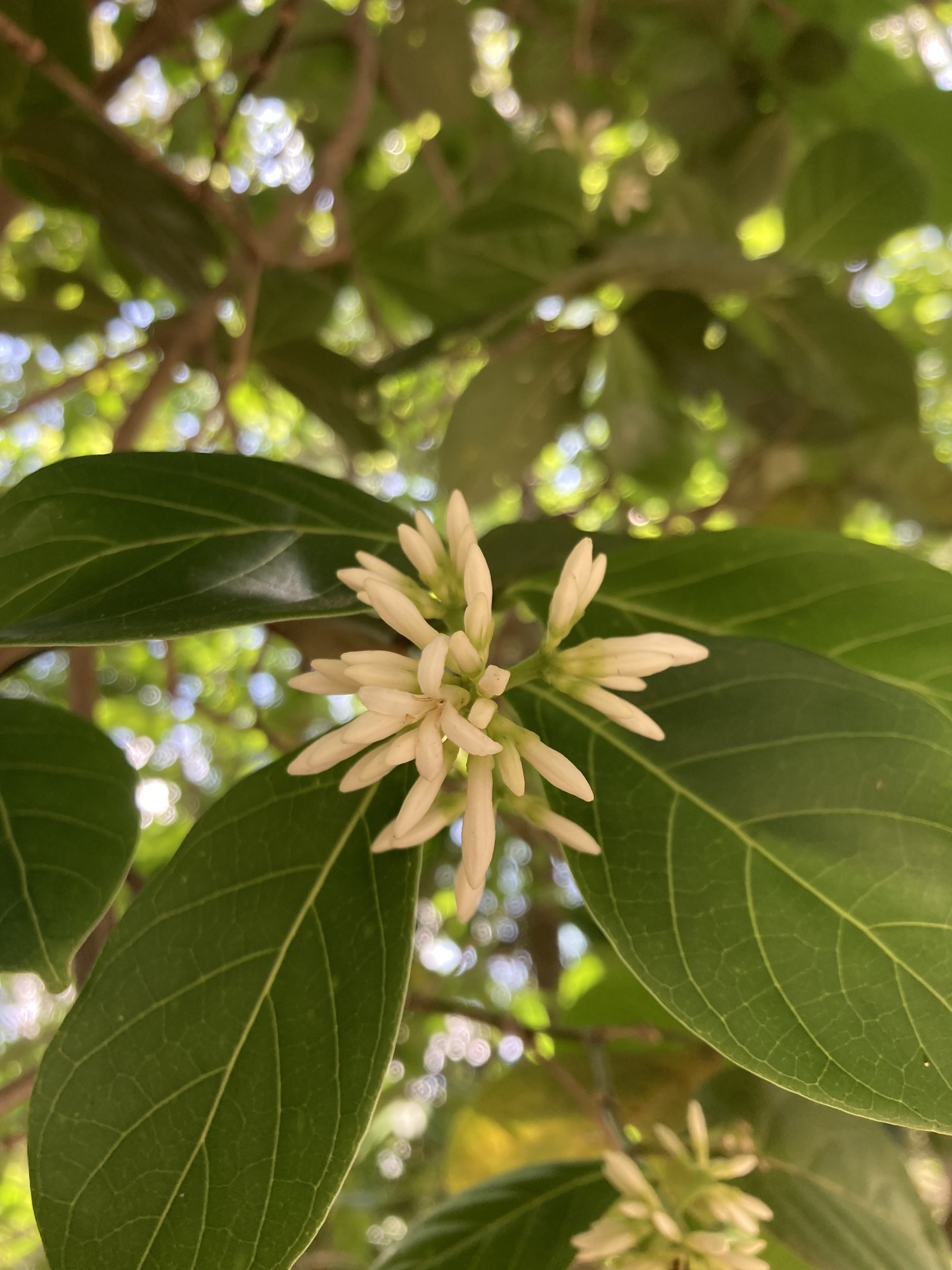 Photo of Coussarea hydrangeifolia (1/9)