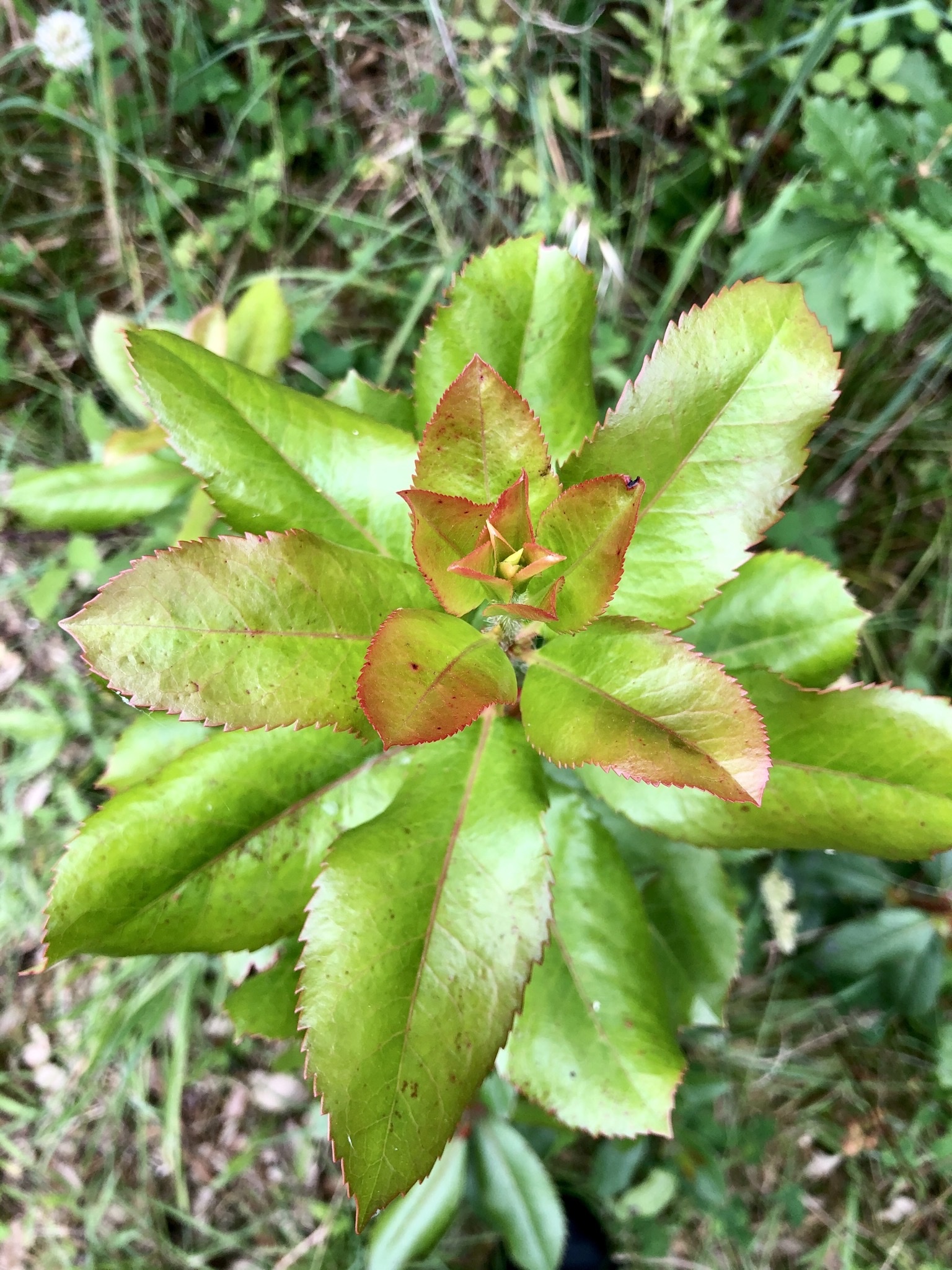 Photo of strawberry tree (9/10)