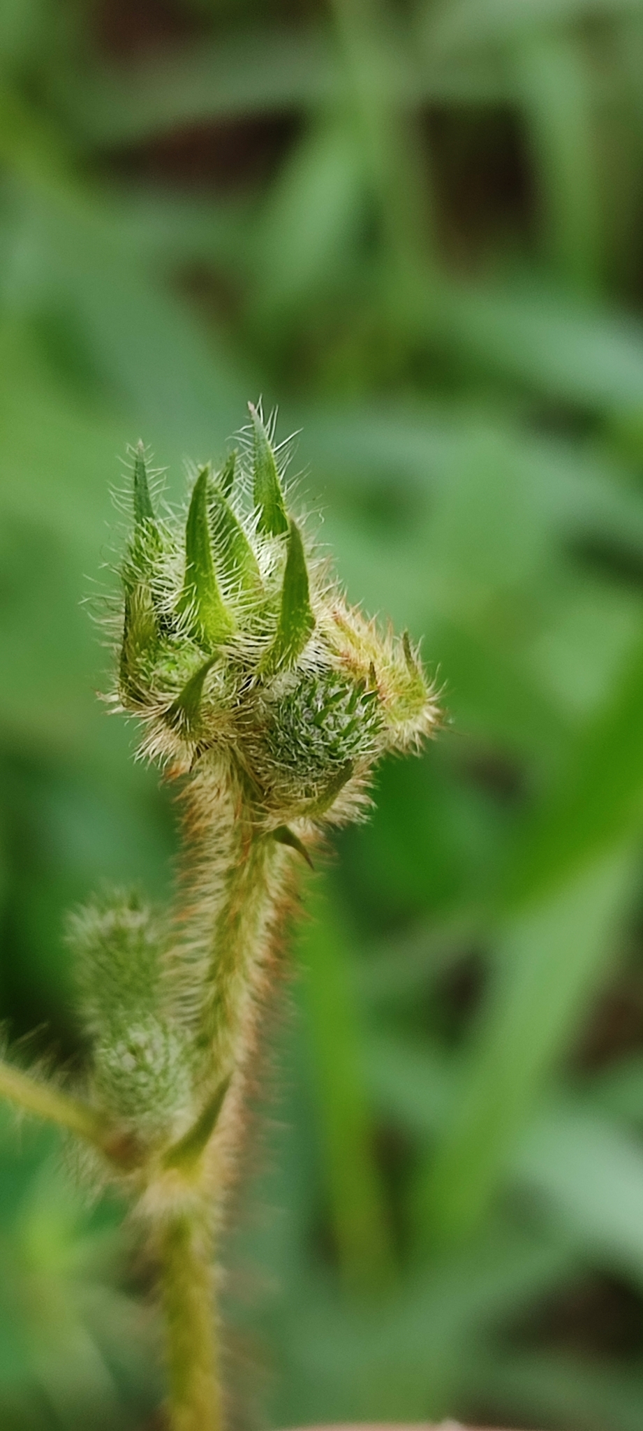 Photo of Sensitive Plant (5/11)