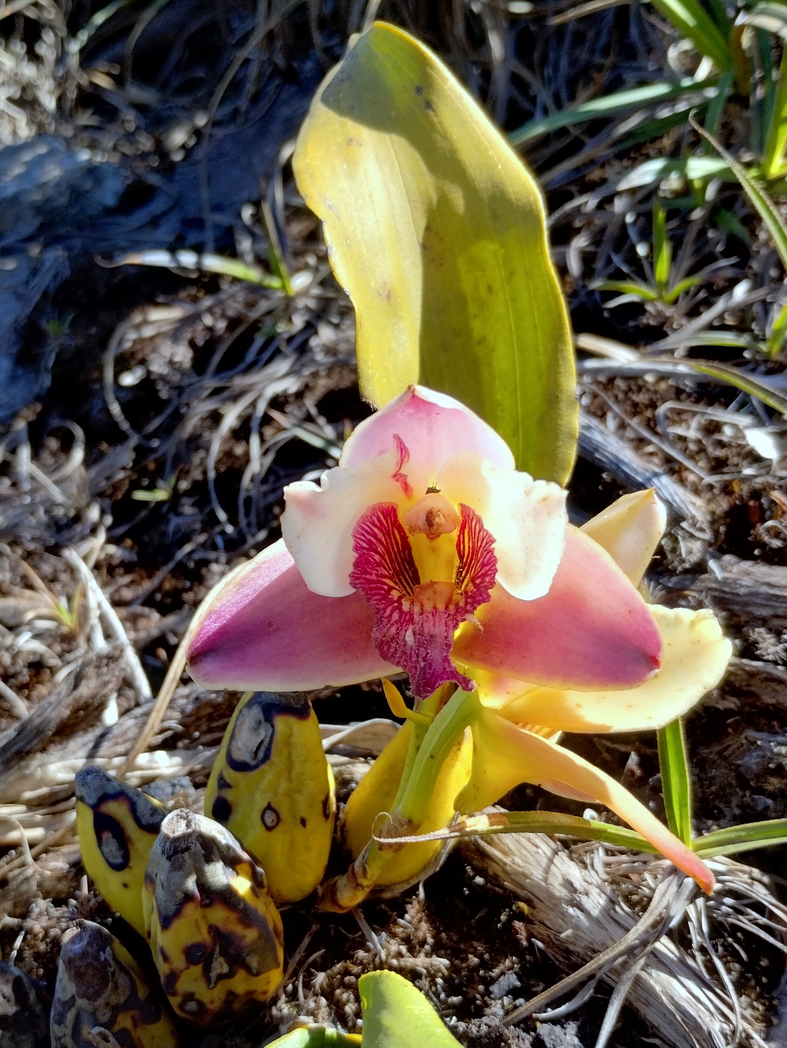 Photo of Bifrenaria harrisoniae (6/10)