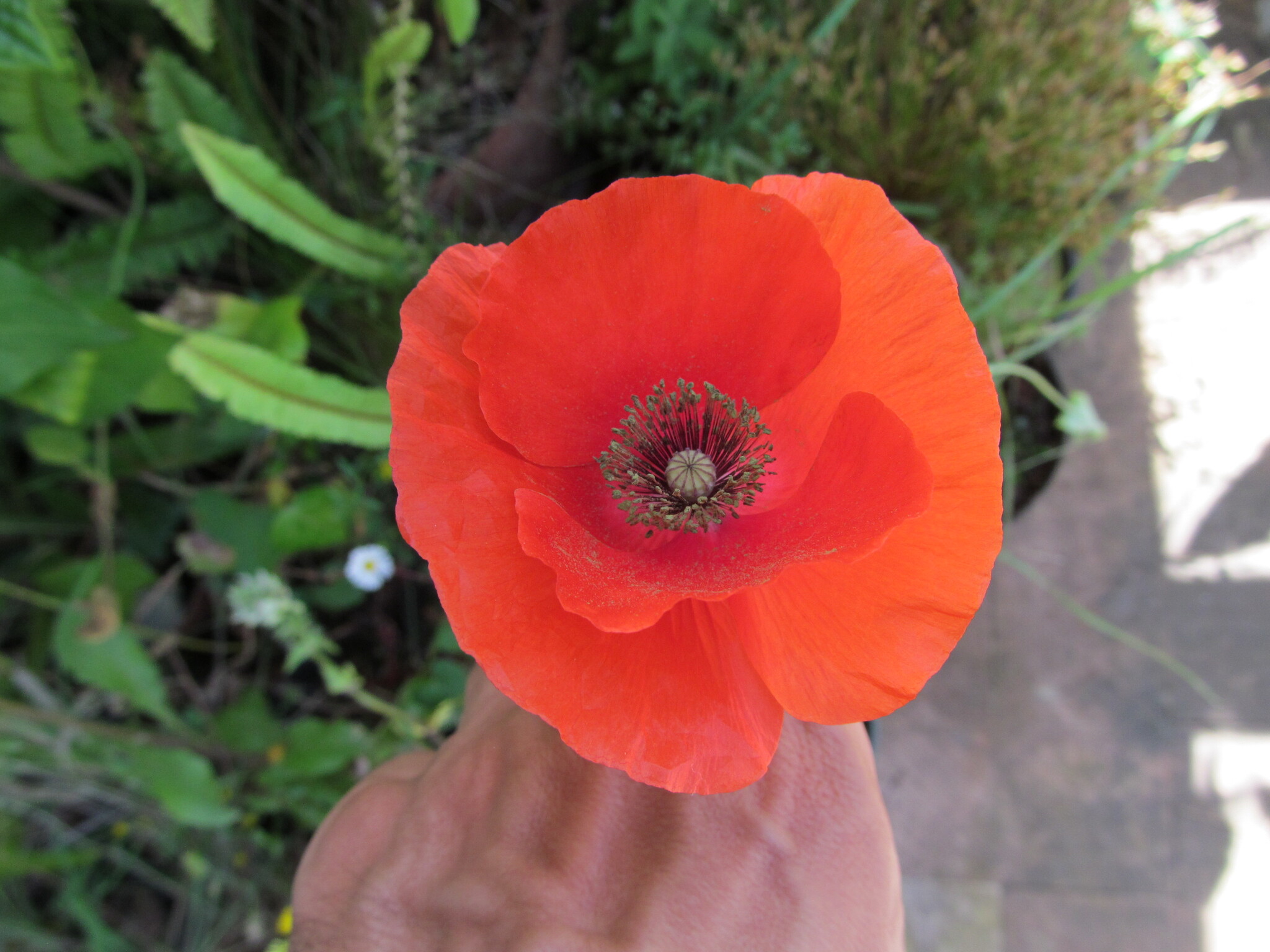 Photo of common poppy (6/12)