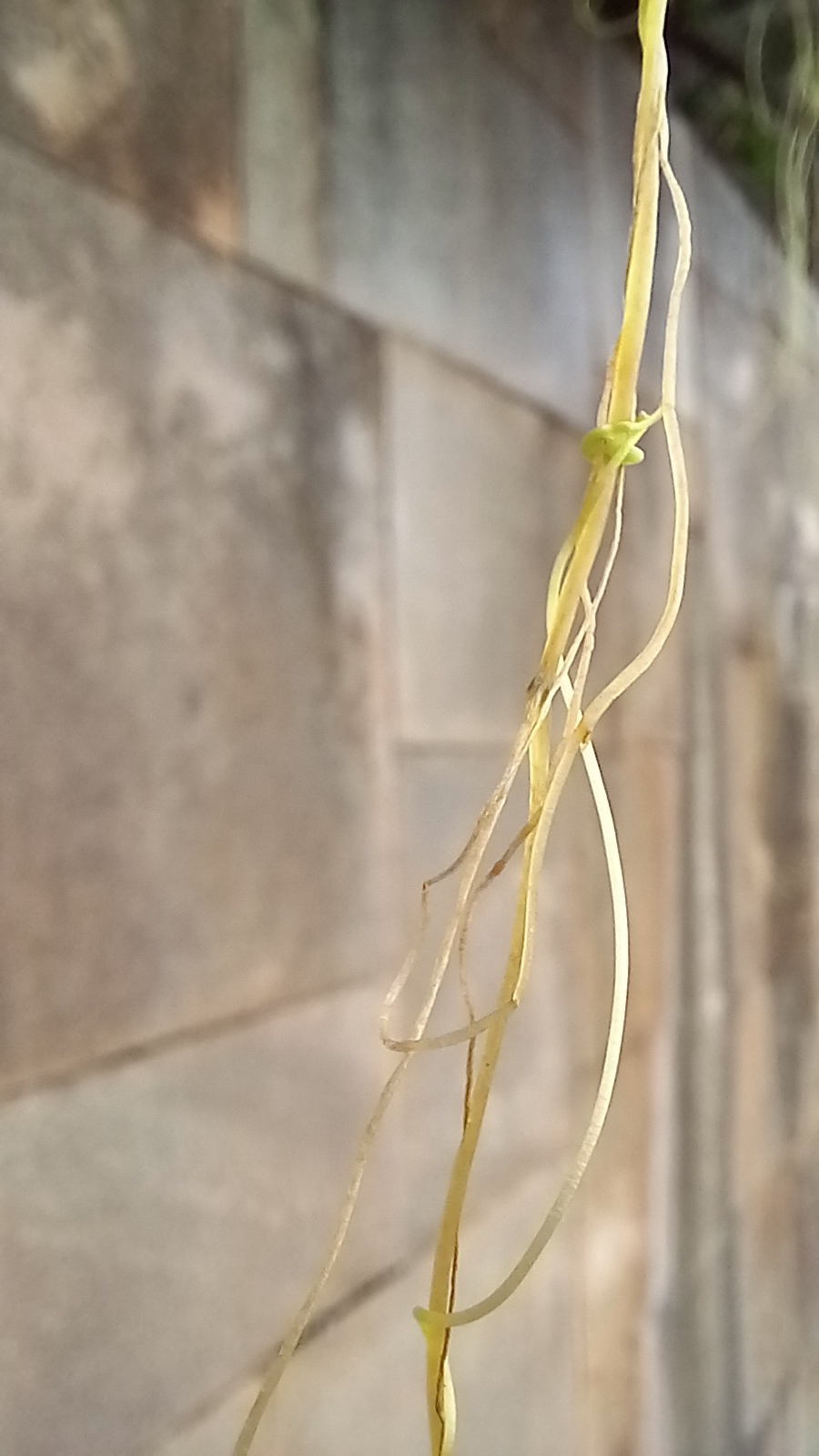 Photo of Cuscuta (4/5)