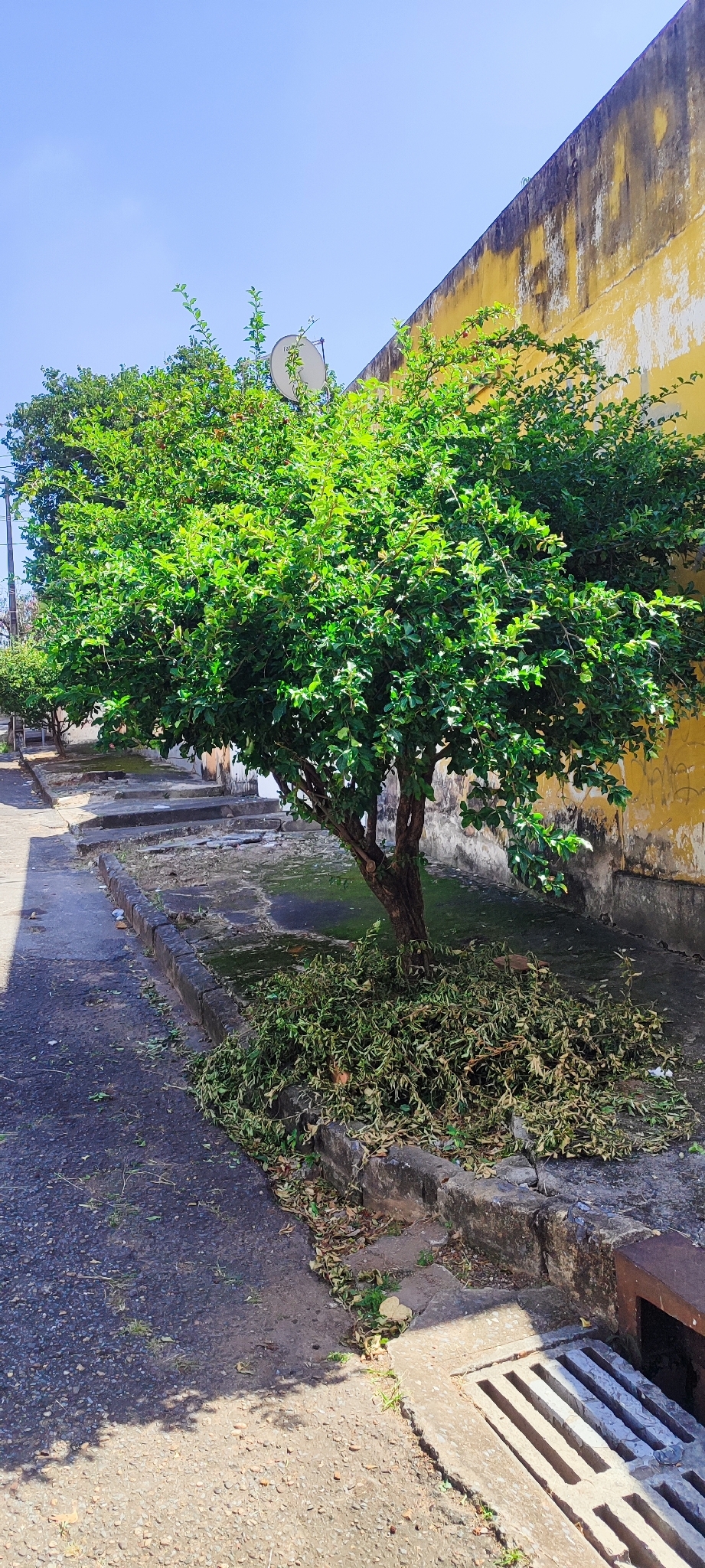 Photo of Acerola (2/9)