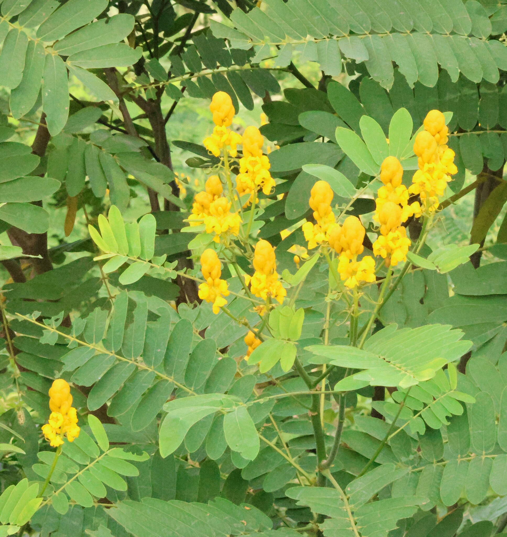 Photo of Candelabra Bush (1/6)