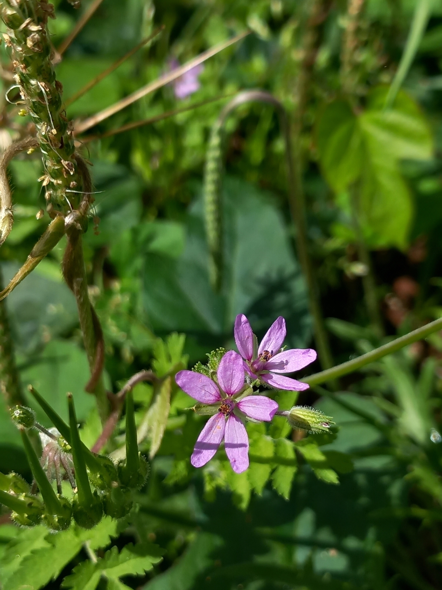 Photo of musk stork's-bill (9/12)