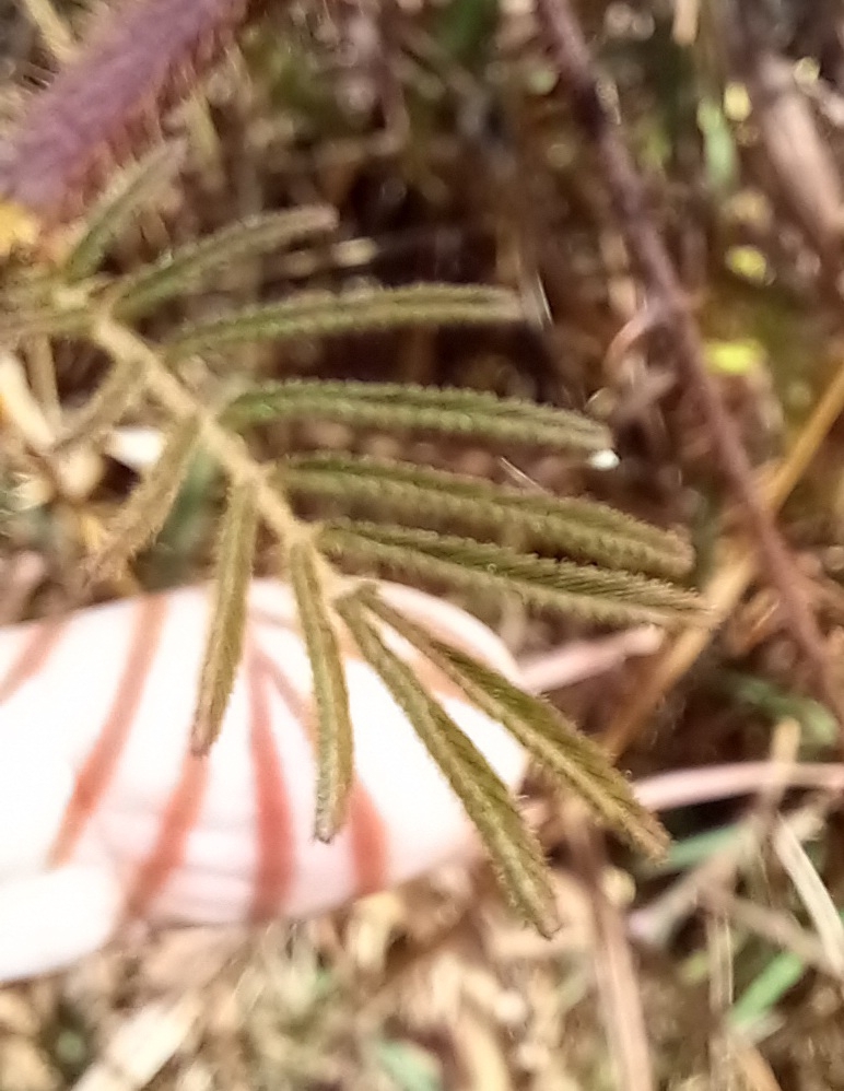 Photo of Mimoseae (5/6)