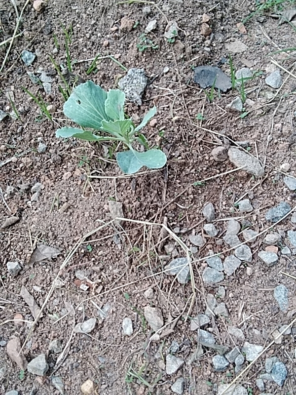 Photo of cabbage, broccoli, and allies (4/8)