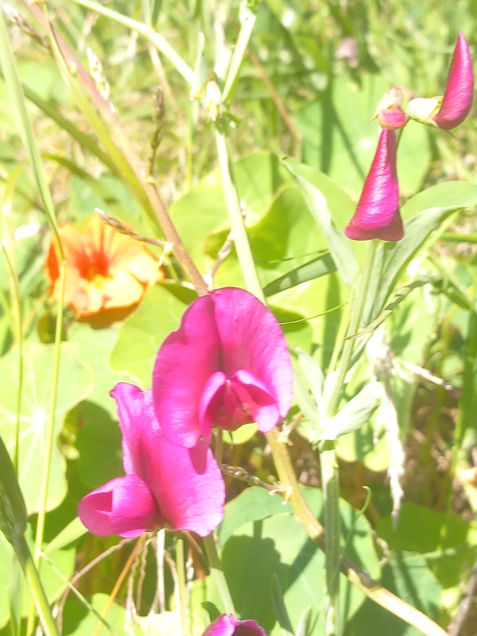 Photo of Tangier Pea (7/12)