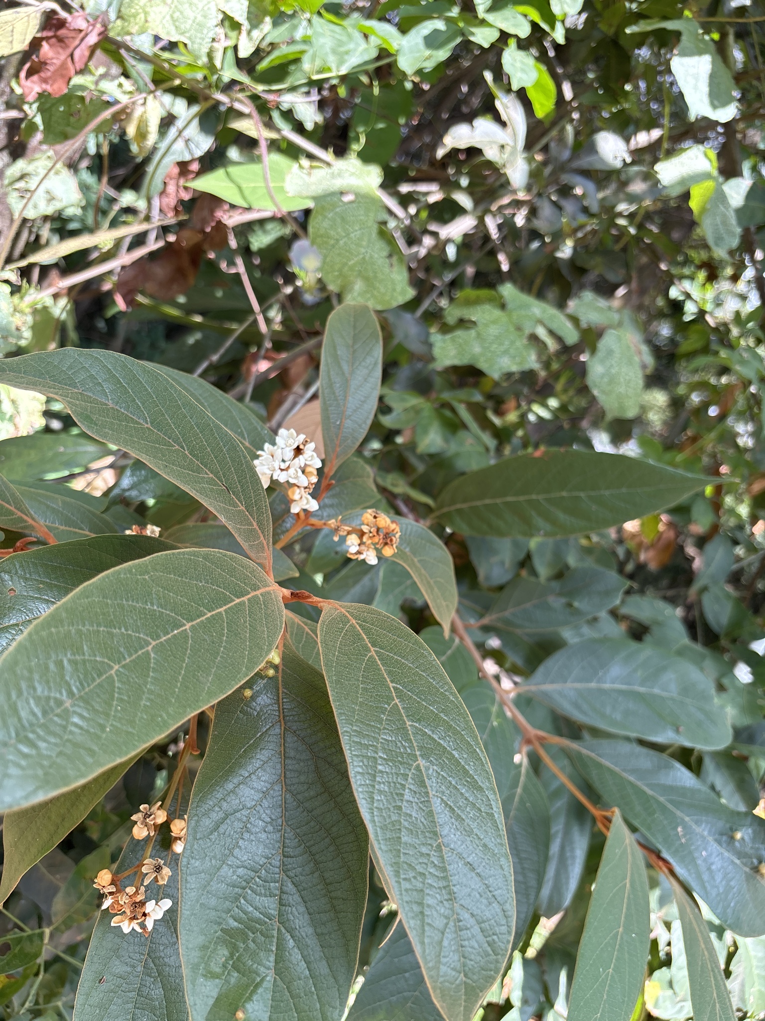 Photo of Nectandra oppositifolia (1/9)