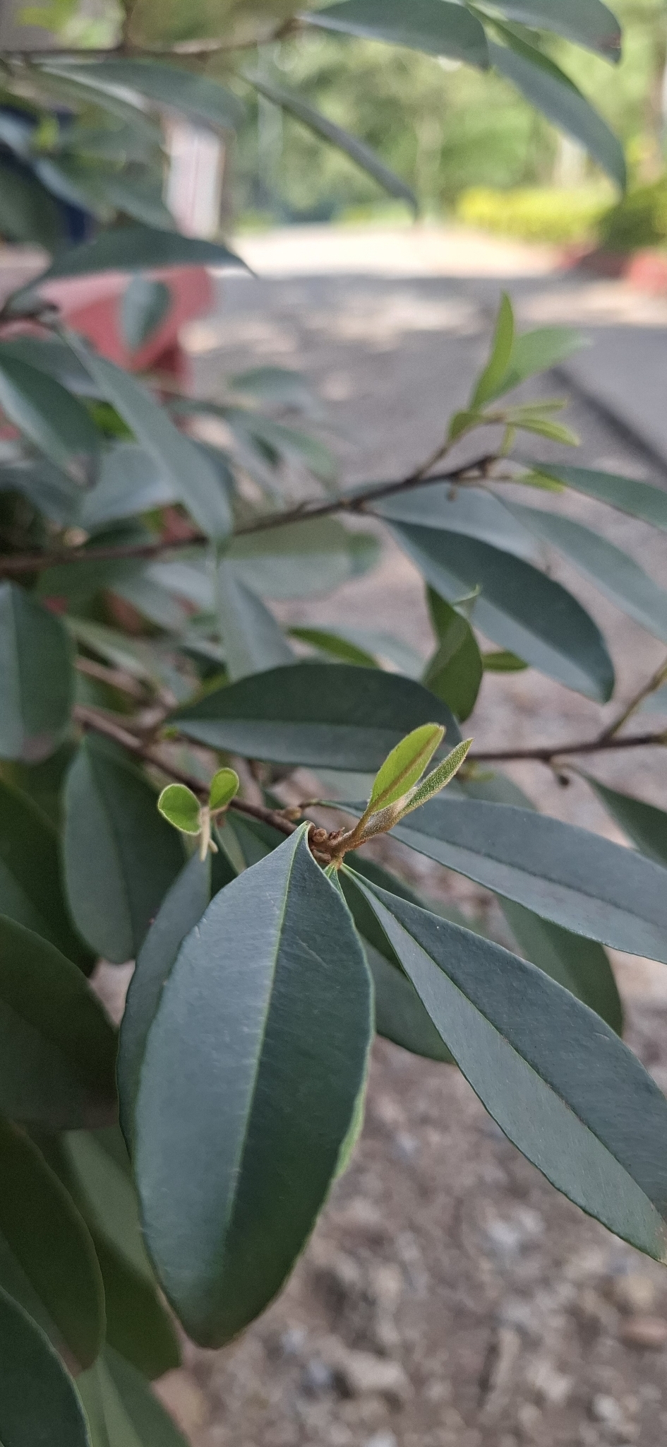 Photo of Chrysophyllum marginatum (9/12)