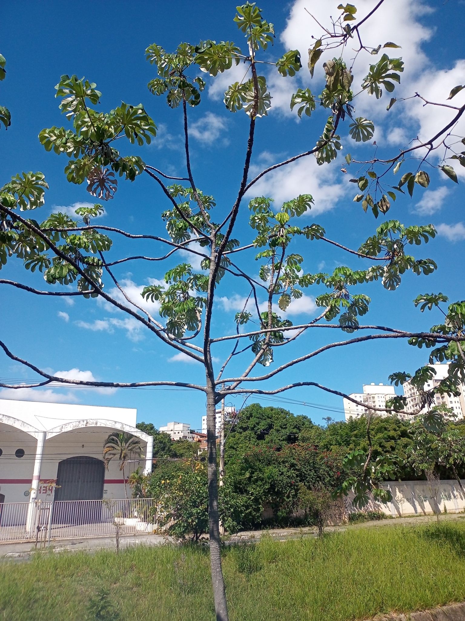 Photo of Pumpwood (1/9)