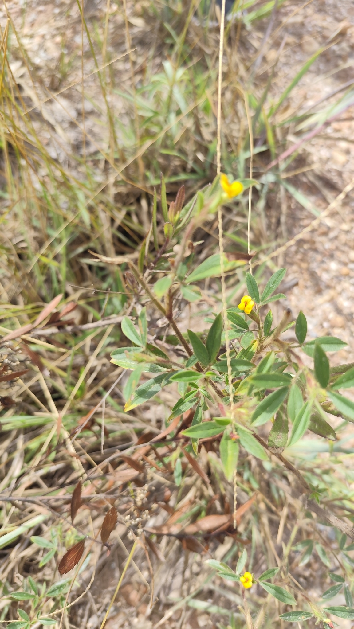 Photo of Stylosanthes guianensis (5/8)