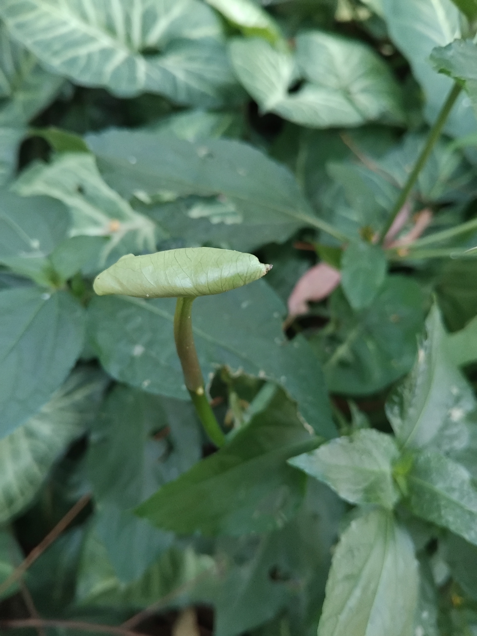 Photo of Synedrella (8/8)
