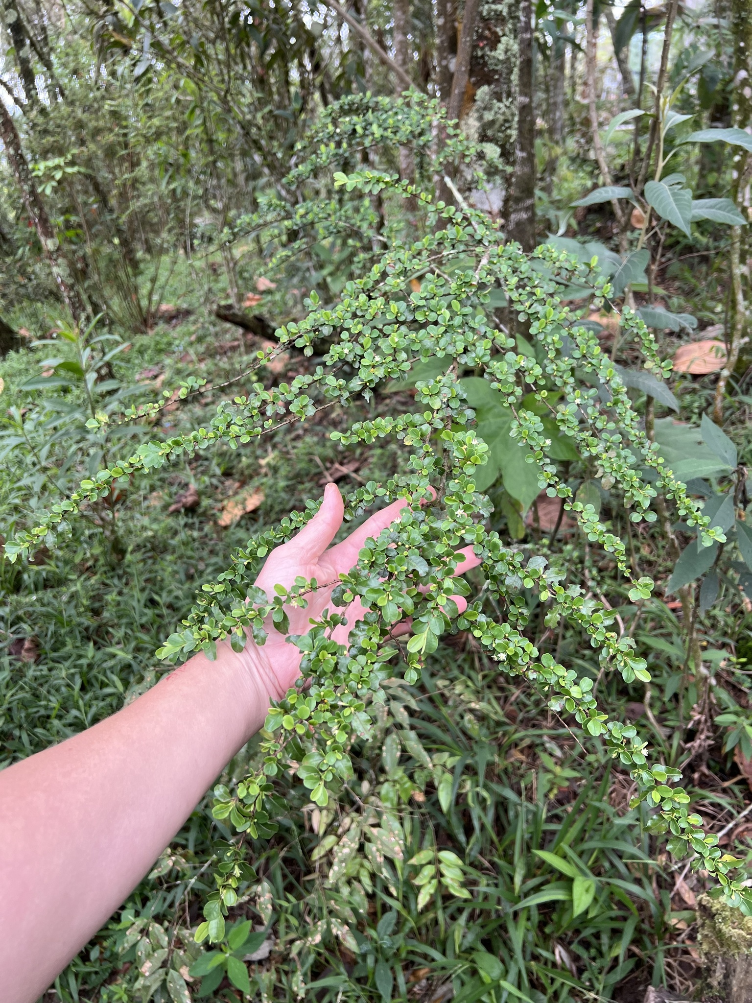 Photo of Erythroxylum (6/8)