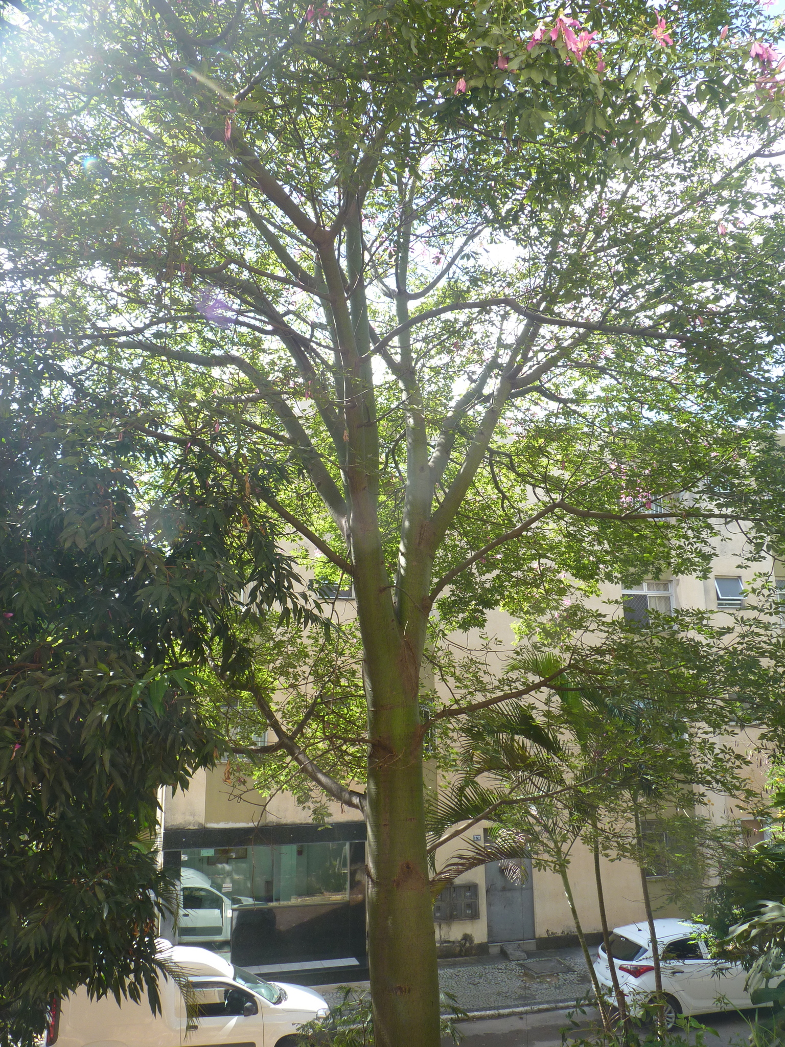 Photo of Silk floss tree (4/5)