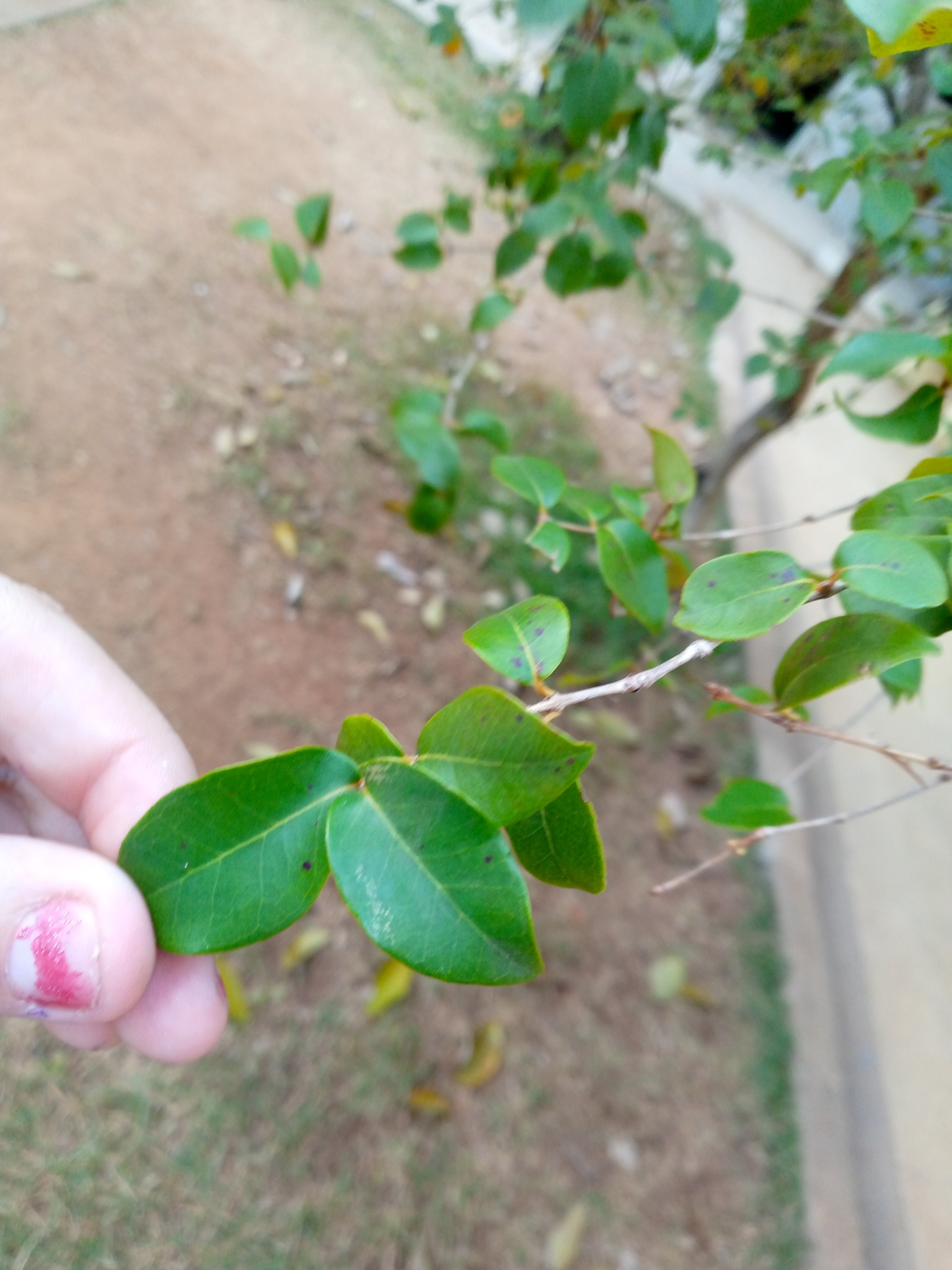 Photo of Surinam cherry (6/12)