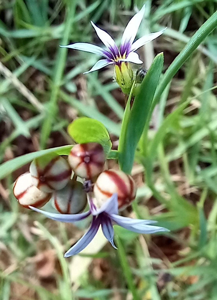 Photo of Blue Pigroot (7/8)