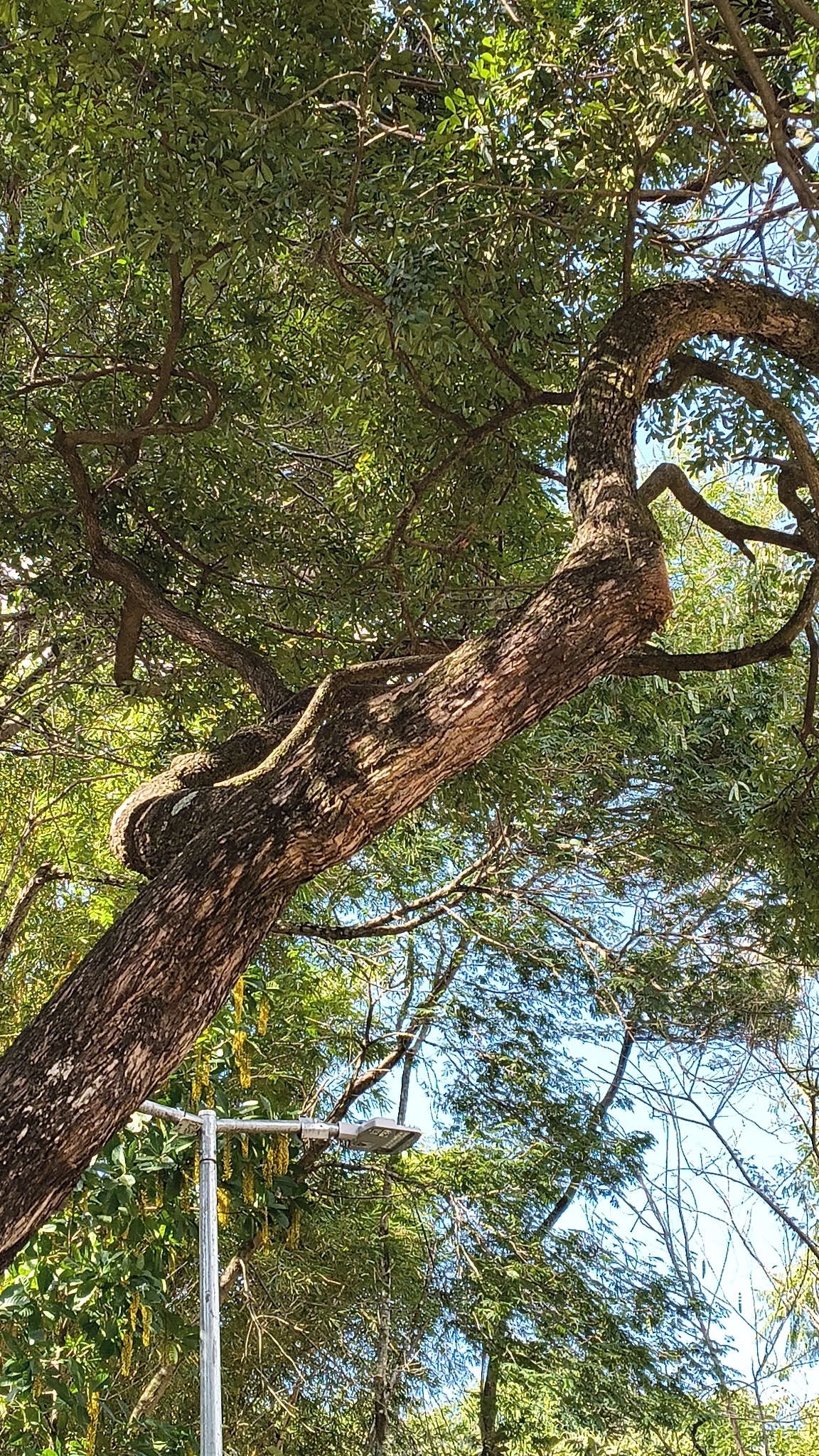Photo of Chrysophyllum marginatum (4/12)