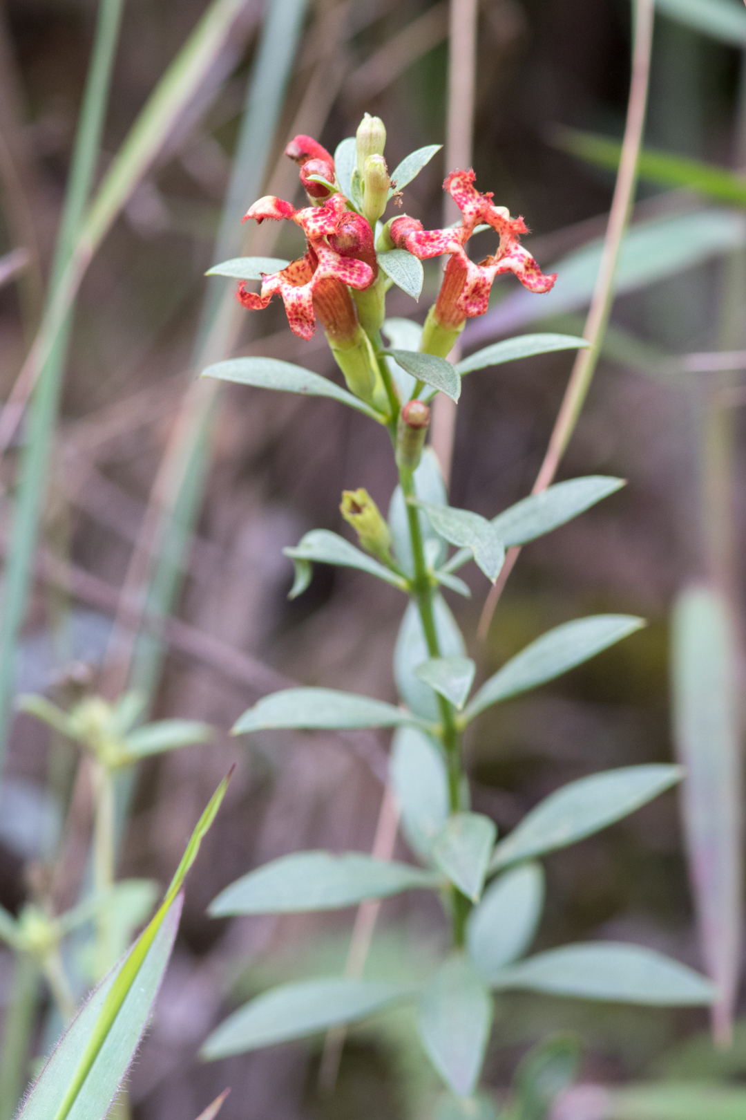 Photo of Esterhazya splendida (10/10)