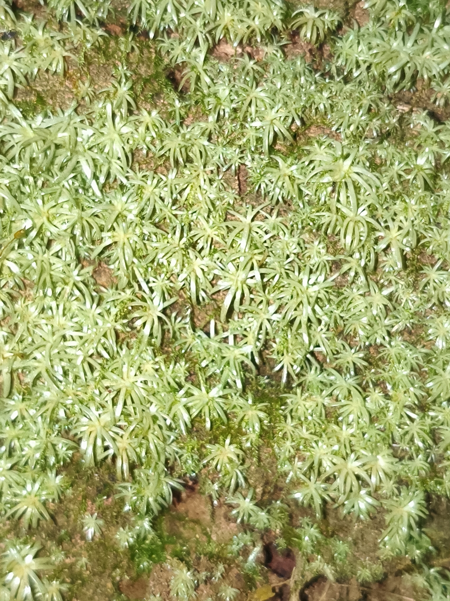 Photo of Dicranales (4/7)
