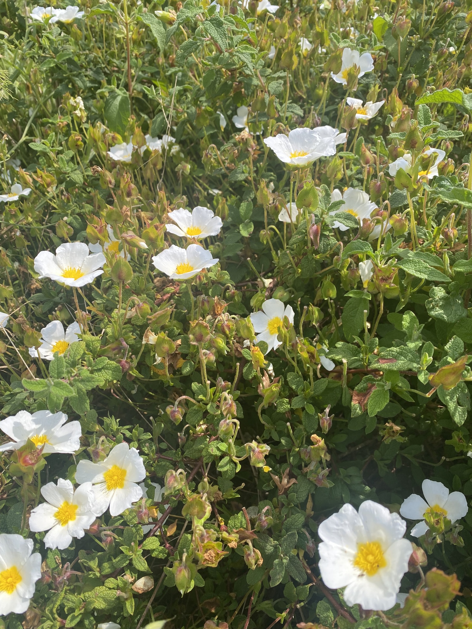 Photo of Sage-leaved Rock-rose (11/12)