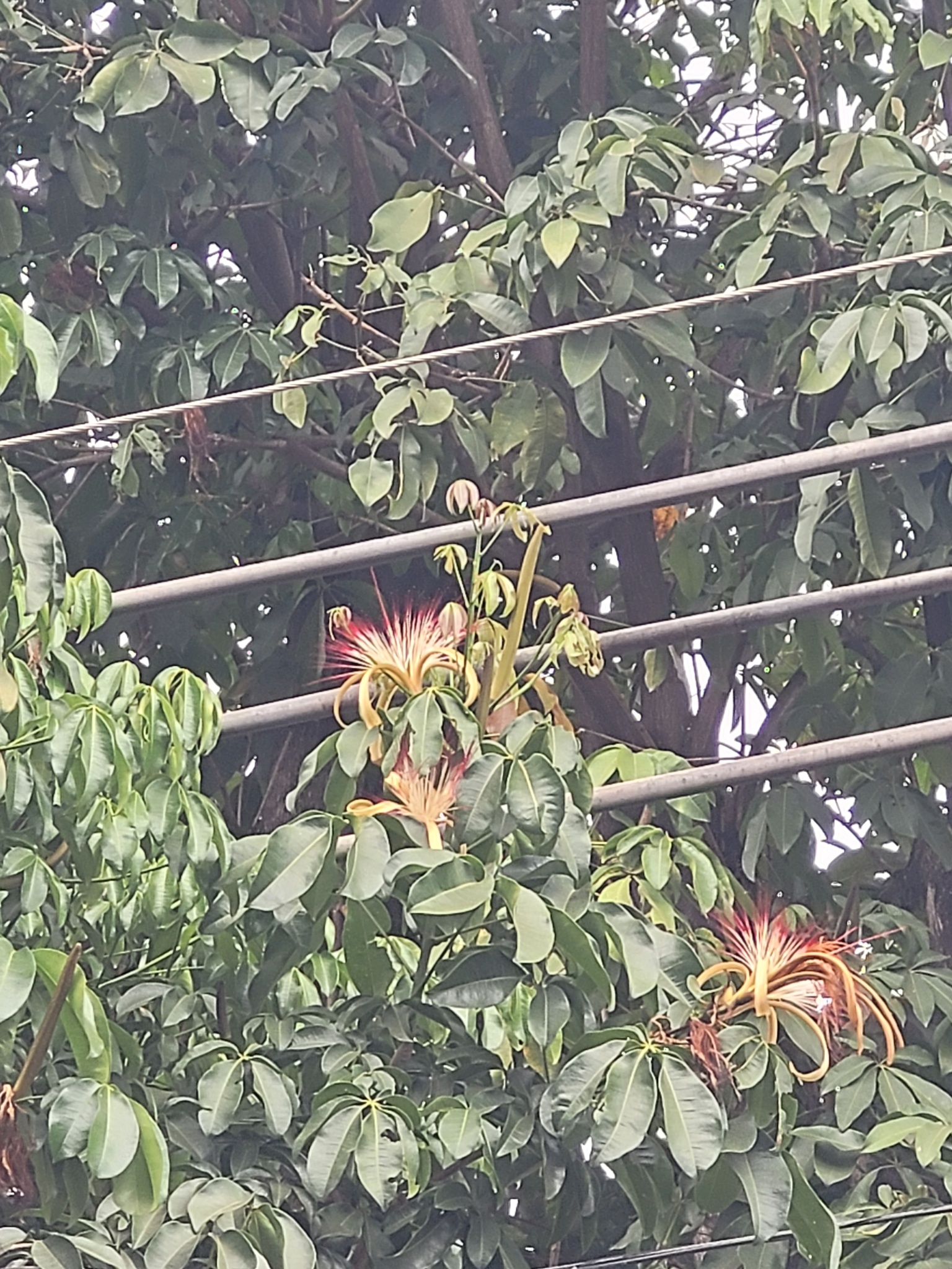 Photo of provision tree (3/12)