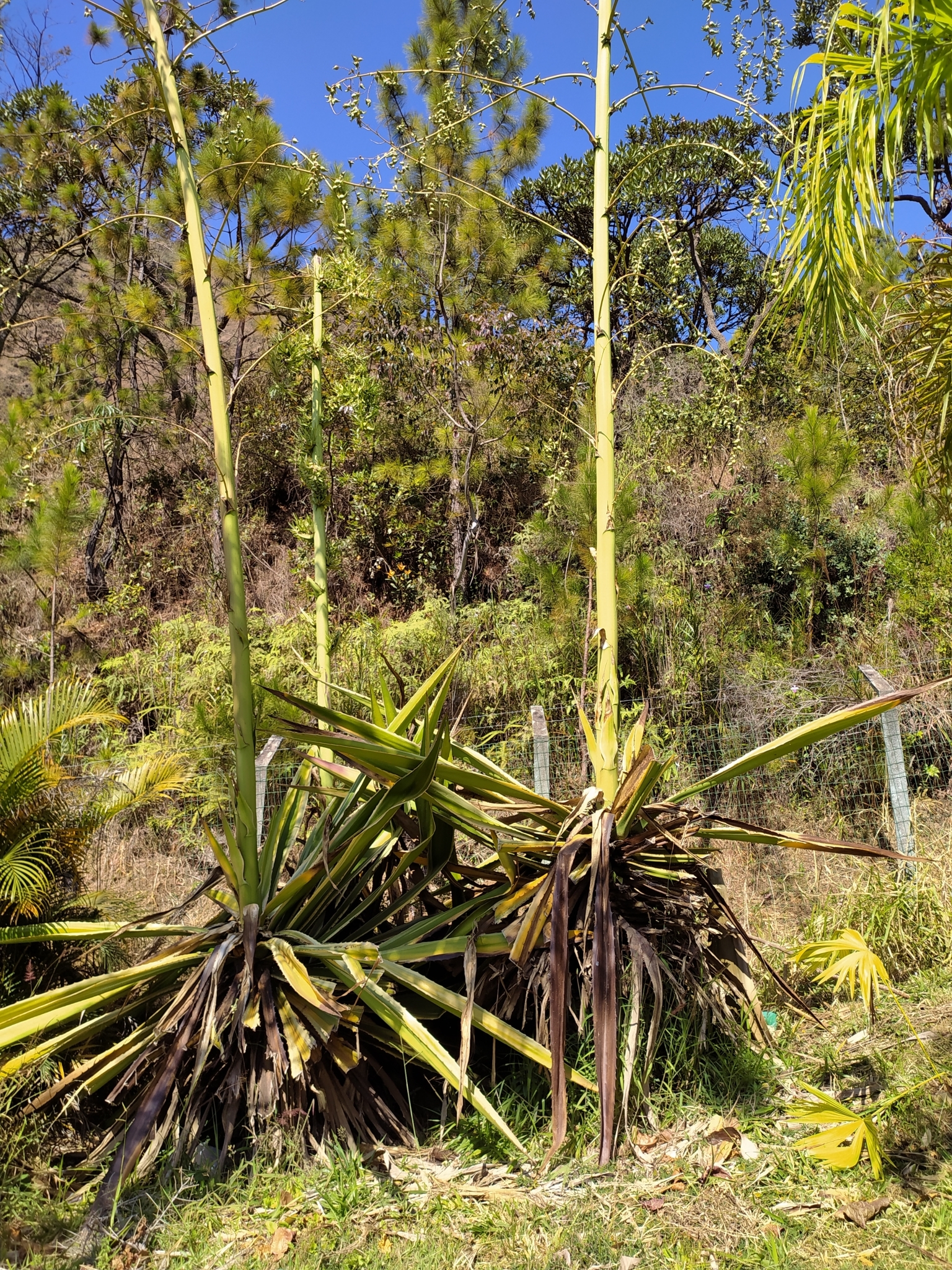 Photo of Mauritius hemp (7/9)