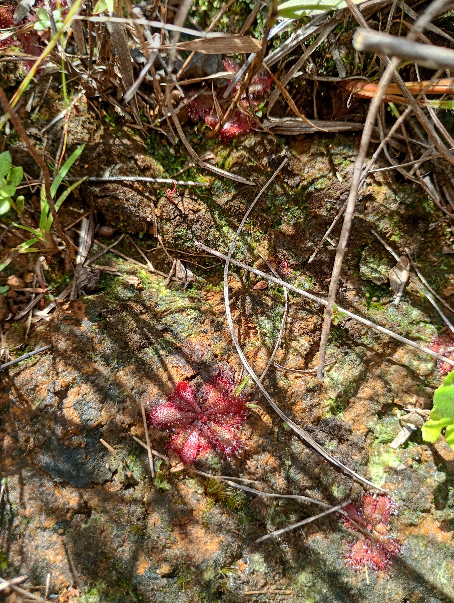 Photo of Drosera montana (6/6)