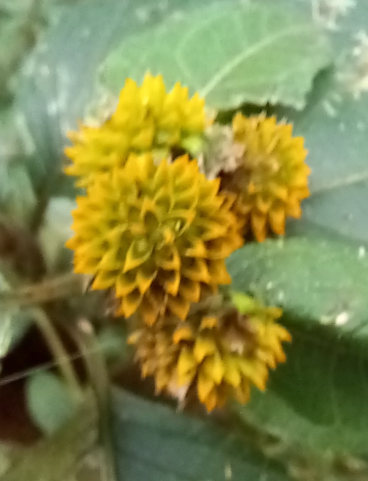 Photo of Tilesia baccata (5/12)