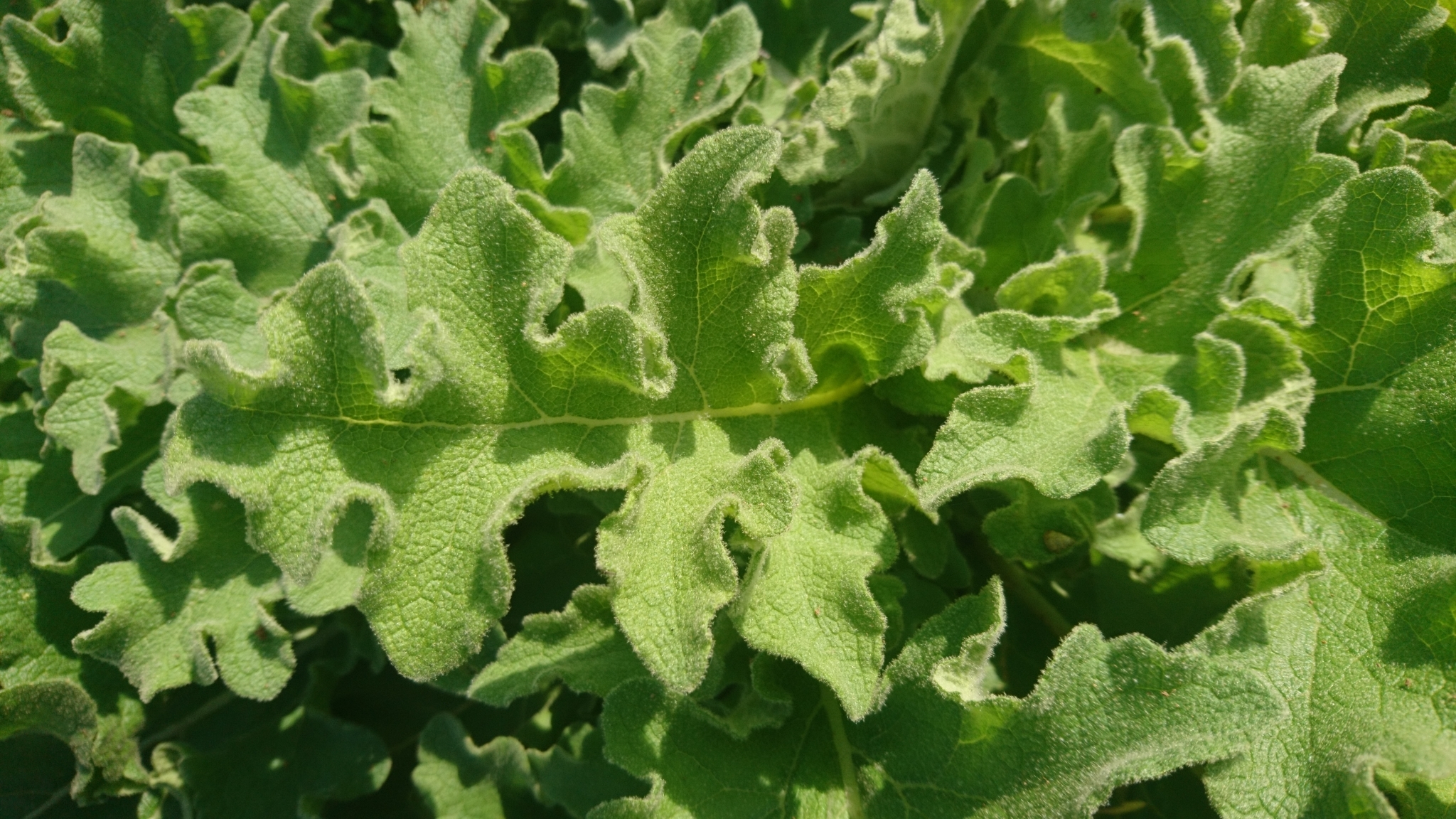 Photo of wavyleaf mullein (2/12)