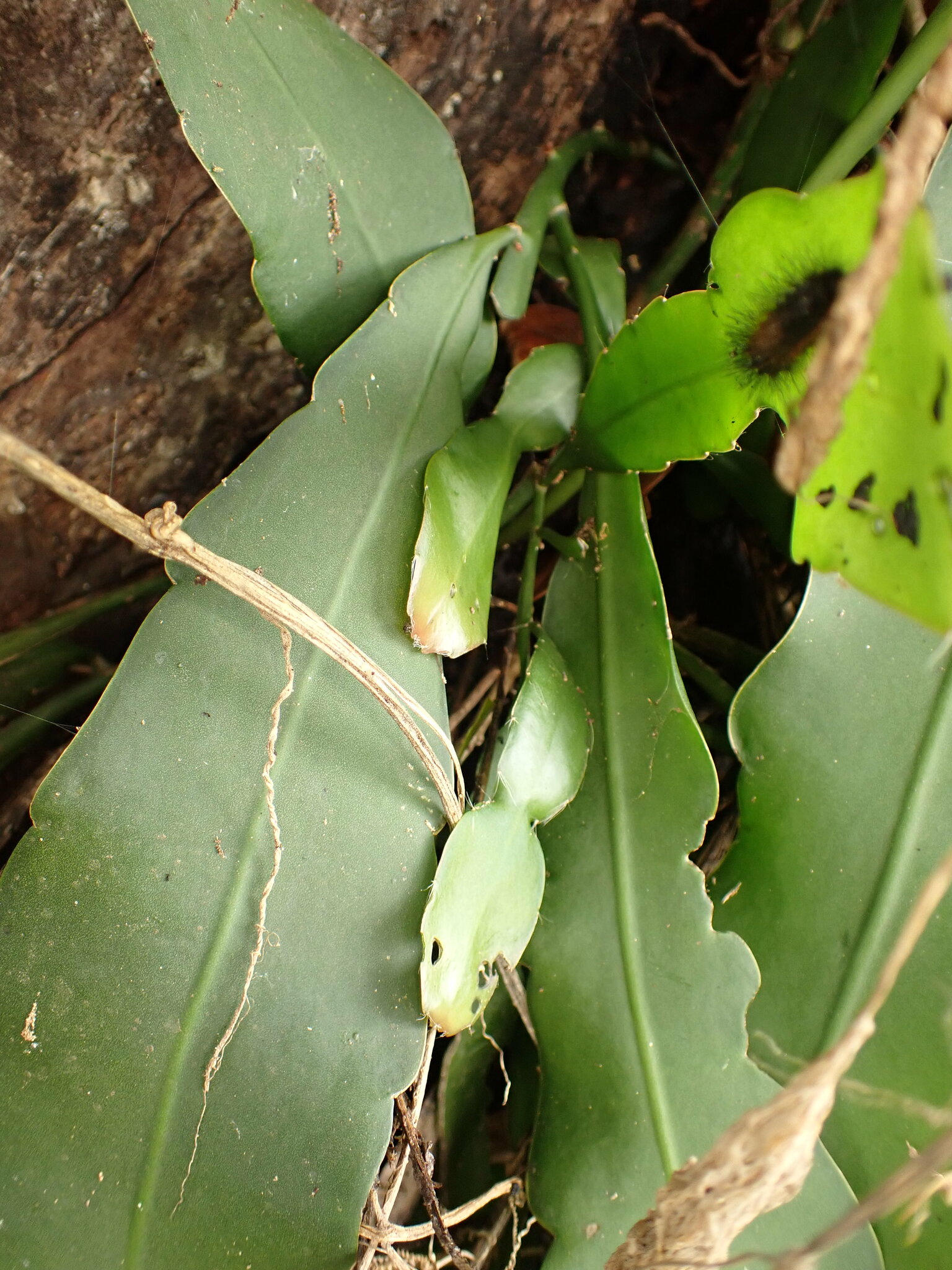 Photo of Epiphyllum phyllanthus (2/12)