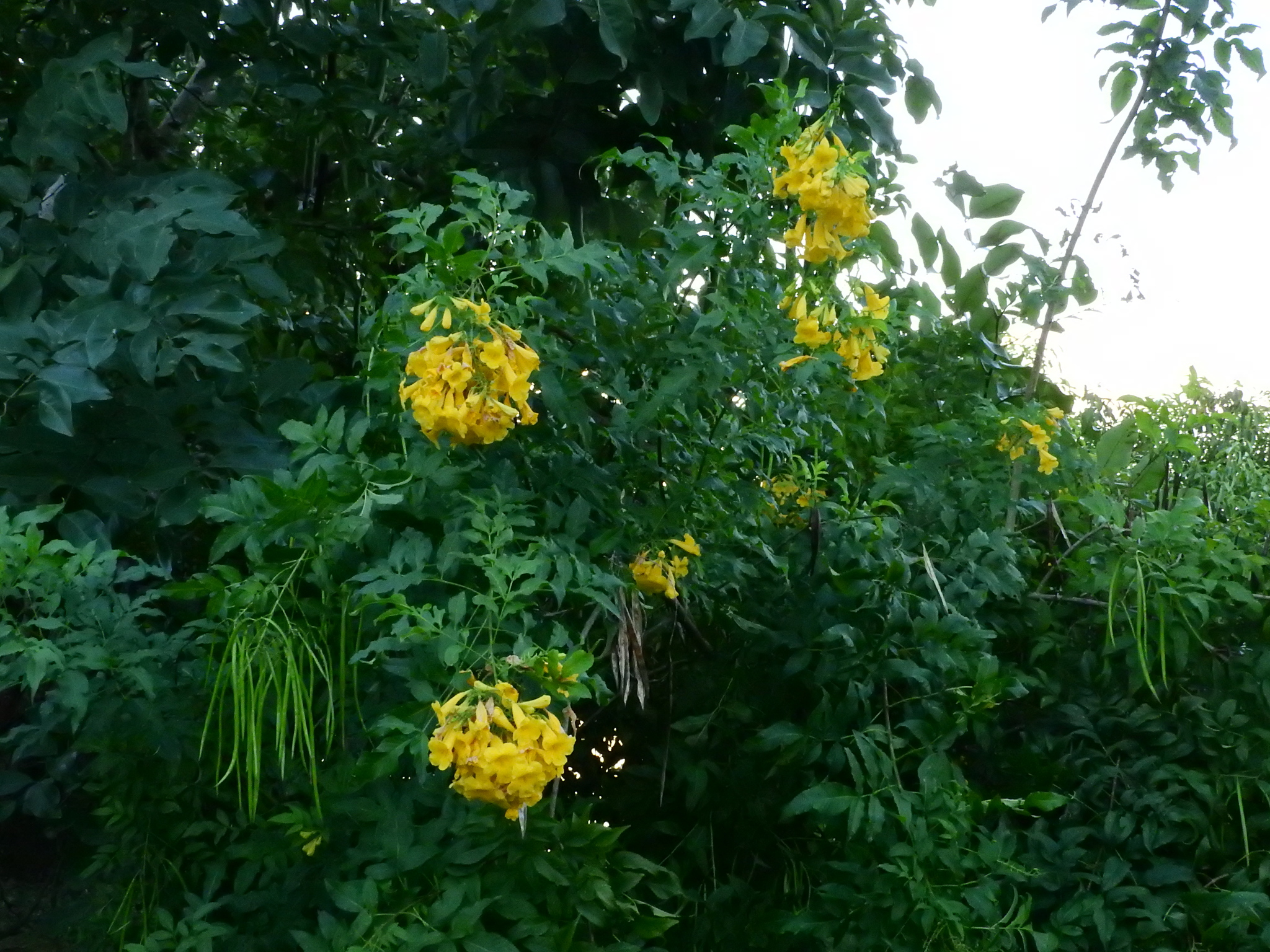 Photo of yellow trumpet flower (6/8)