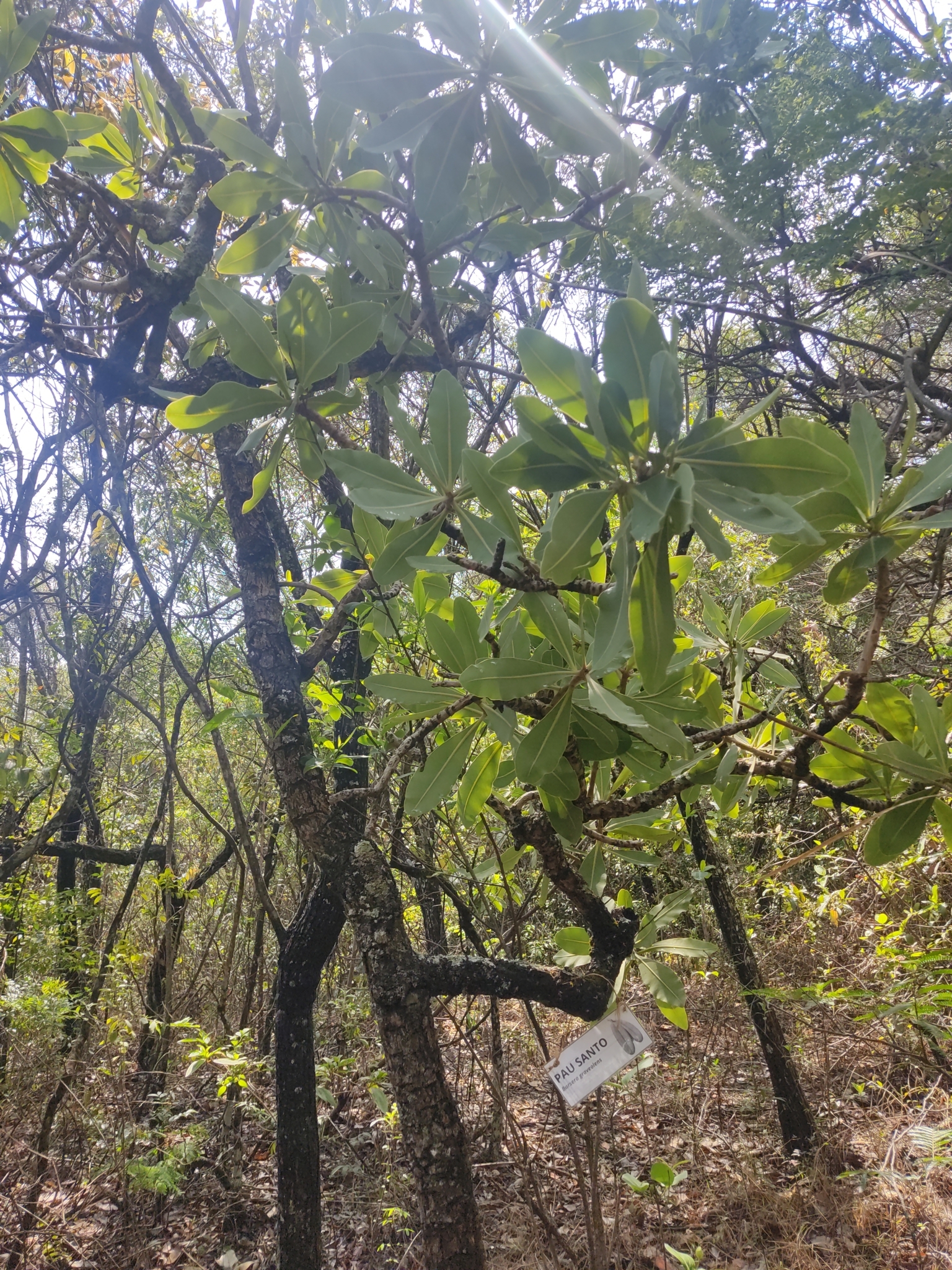 Photo of Kielmeyera coriacea (1/12)