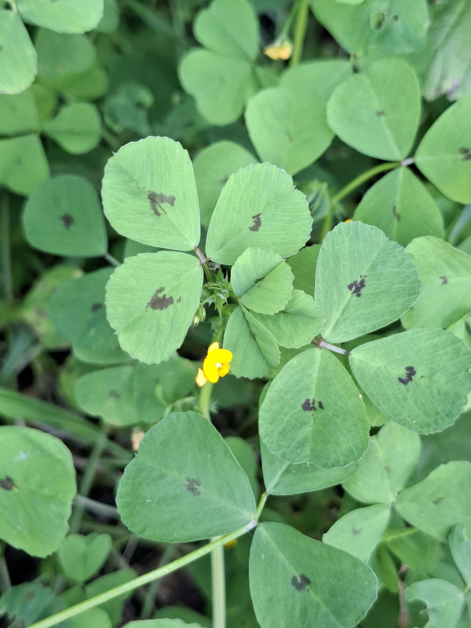 Photo of Spotted medick (7/12)