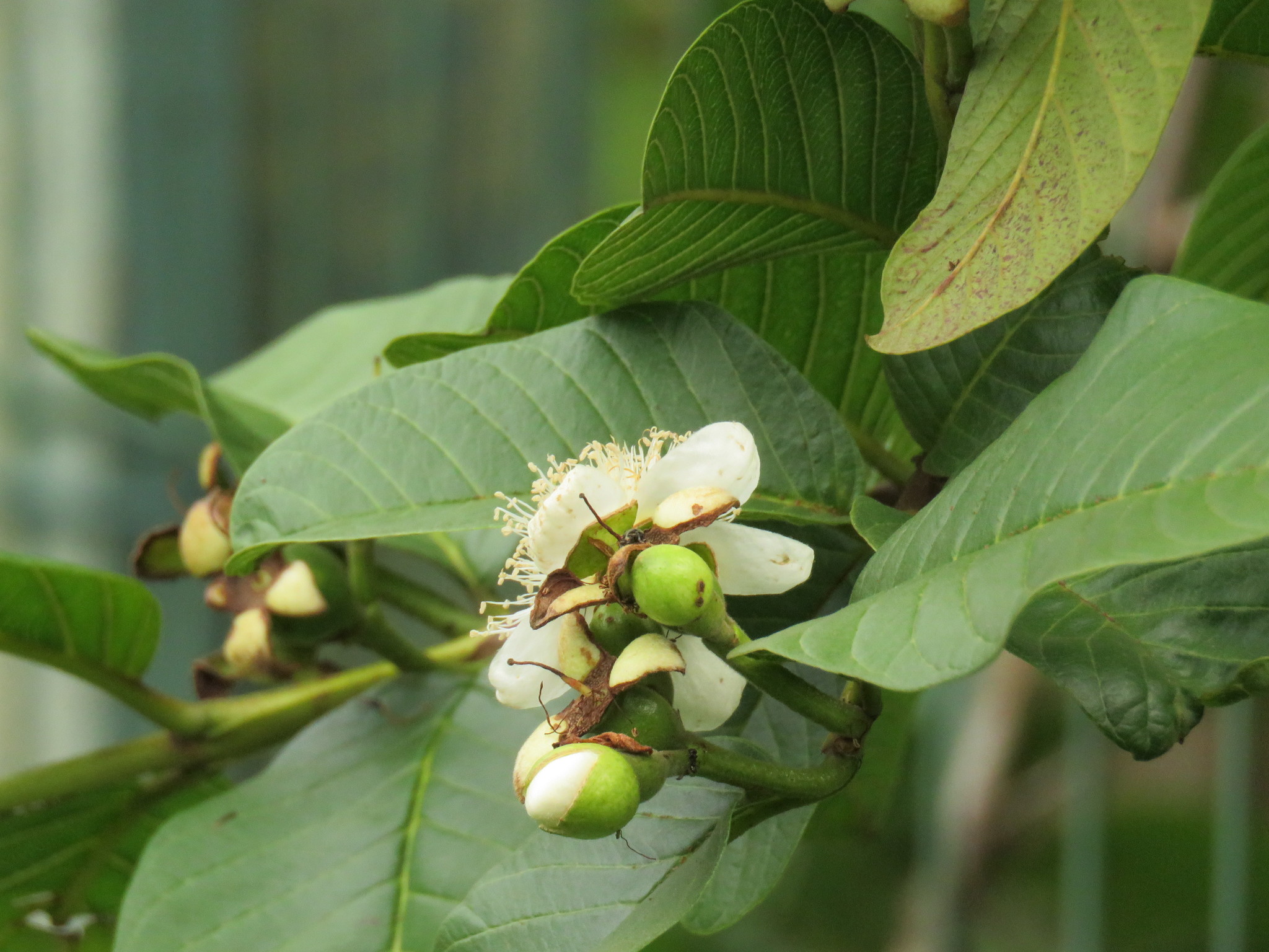 Photo of Common guava (12/12)